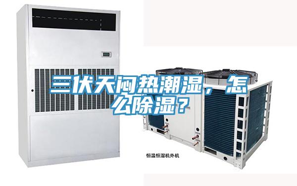 三伏天悶熱潮濕，怎么除濕？