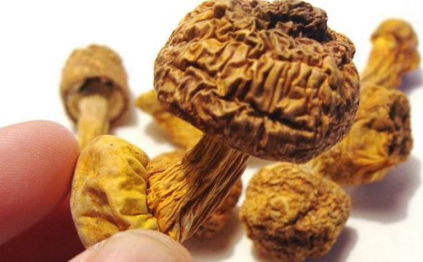 巴西菇、姬松茸烘干機-怎樣烘干色澤好且菇體褶片完整？