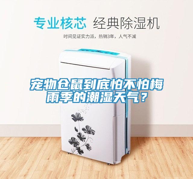 寵物倉鼠到底怕不怕梅雨季的潮濕天氣？
