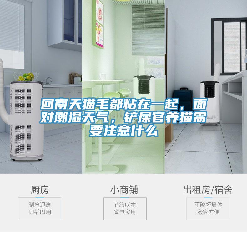 回南天貓毛都粘在一起，面對(duì)潮濕天氣，鏟屎官養(yǎng)貓需要注意什么