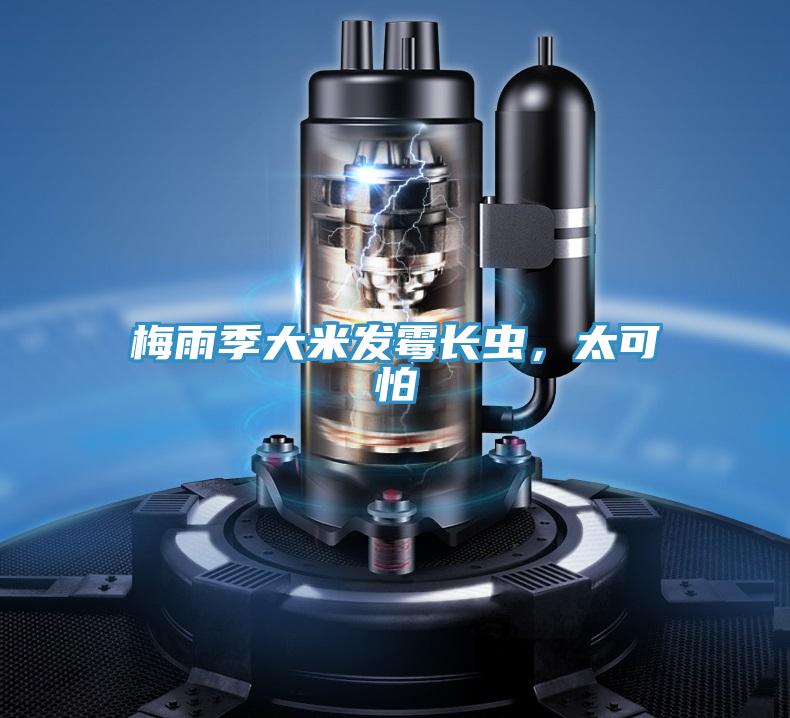 梅雨季大米發(fā)霉長(zhǎng)蟲，太可怕