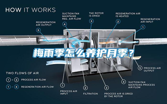 梅雨季怎么養(yǎng)護月季？