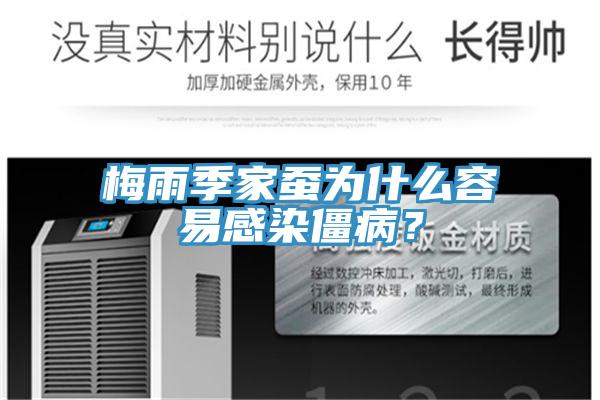梅雨季家蠶為什么容易感染僵??？
