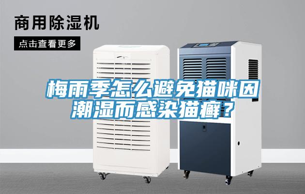 梅雨季怎么避免貓咪因潮濕而感染貓癬？