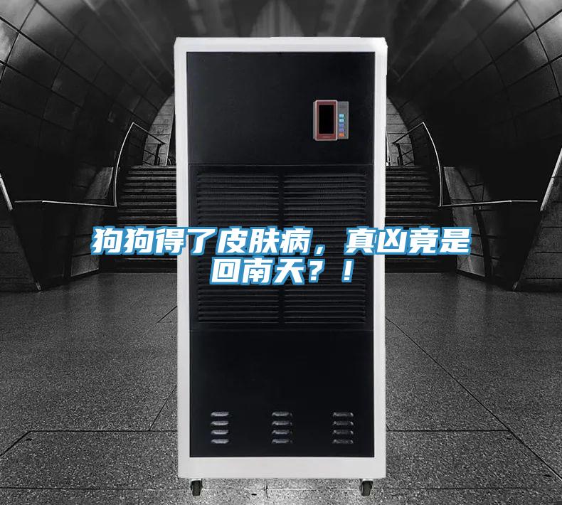 狗狗得了皮膚病，真兇竟是回南天？！