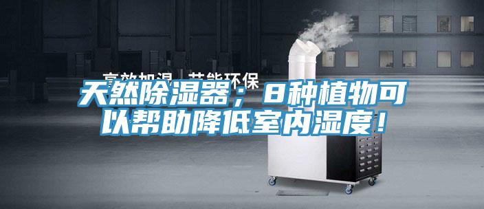 天然除濕器；8種植物可以幫助降低室內(nèi)濕度！