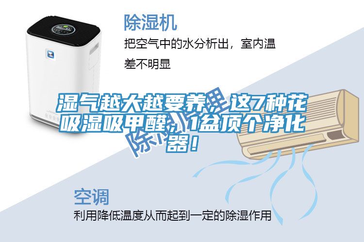 濕氣越大越要養(yǎng)，這7種花吸濕吸甲醛，1盆頂個(gè)凈化器！