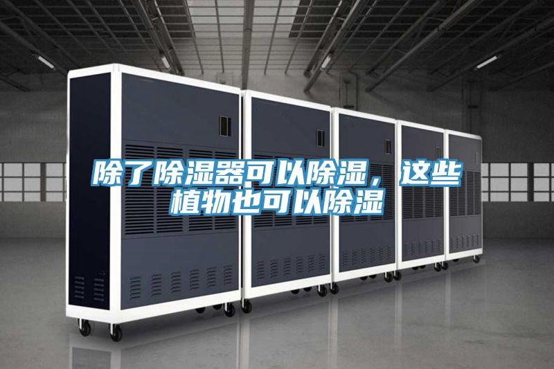 除了除濕器可以除濕，這些植物也可以除濕